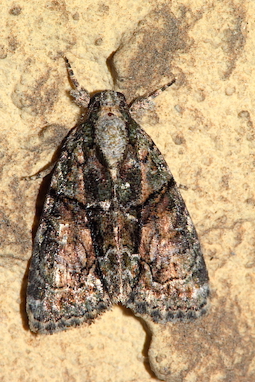 Cryphia sp.